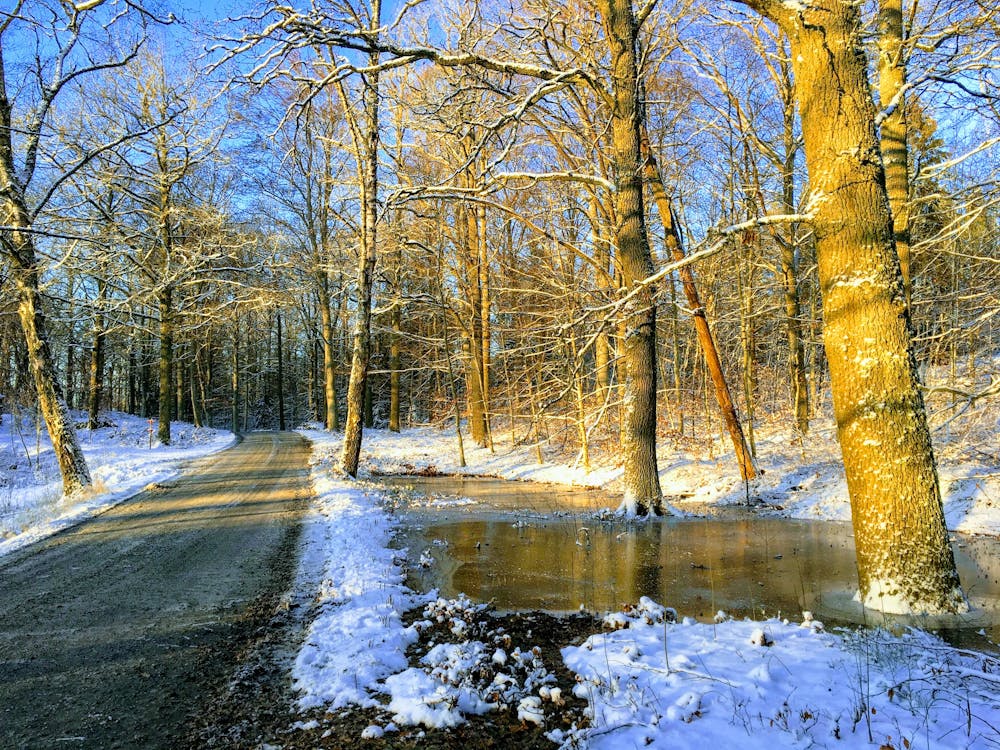 Brown Trees on Snow Covered Ground