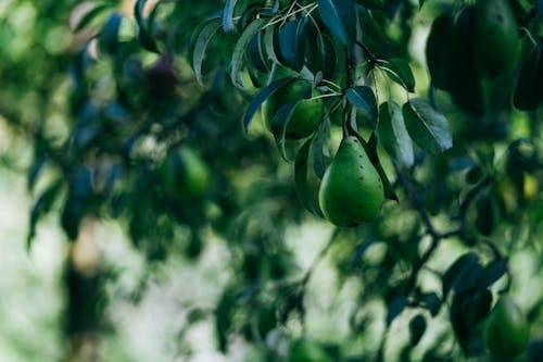 Kostenlos Kostenloses Stock Foto zu blur background, fruit, leaves Stock-Foto