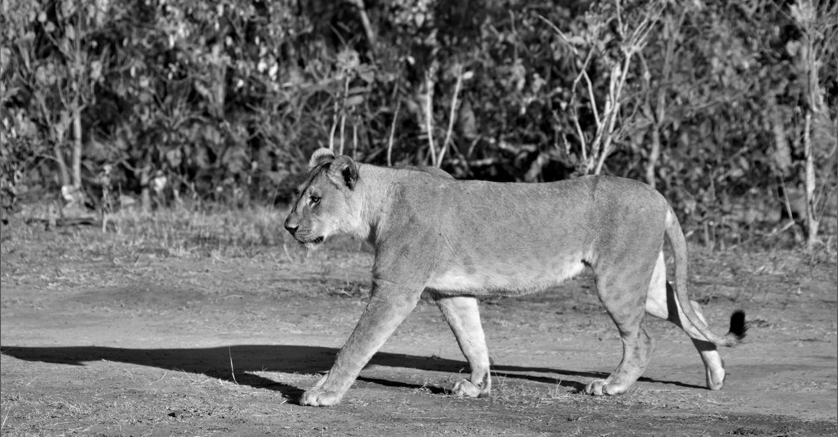 Night Game Drives in Africa: Which Parks Allow Them Night Game Drives in Africa: Which Parks Allow Them