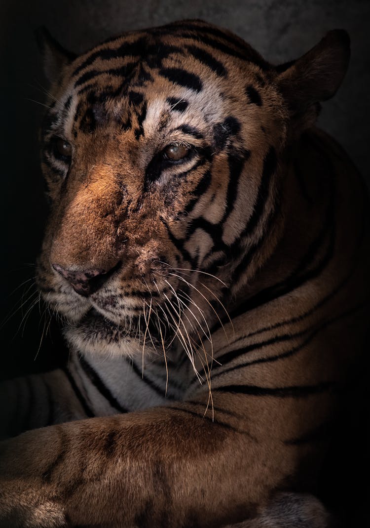 Majestic Tiger Lying Against Stone Wall In Sanctuary