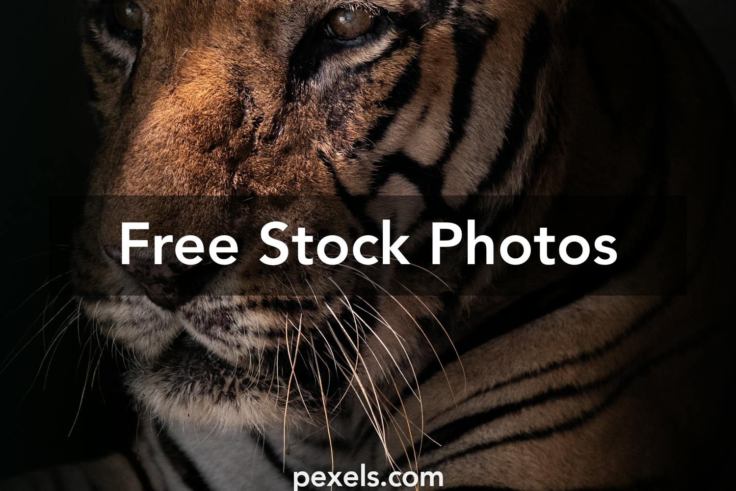 Royal Bengal Tiger Photos, Download The BEST Free Royal Bengal Tiger Stock  Photos & HD Images