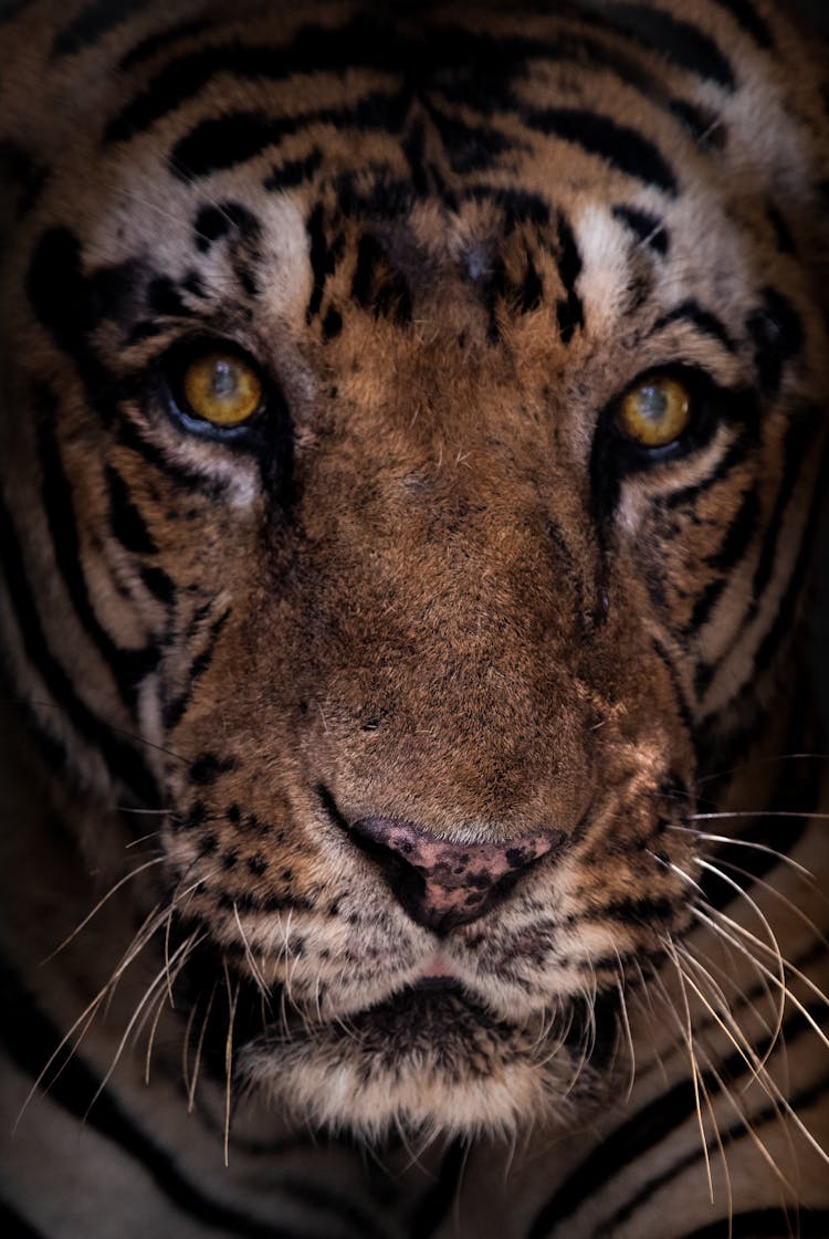 Calm Tiger Muzzle In Reservation Park