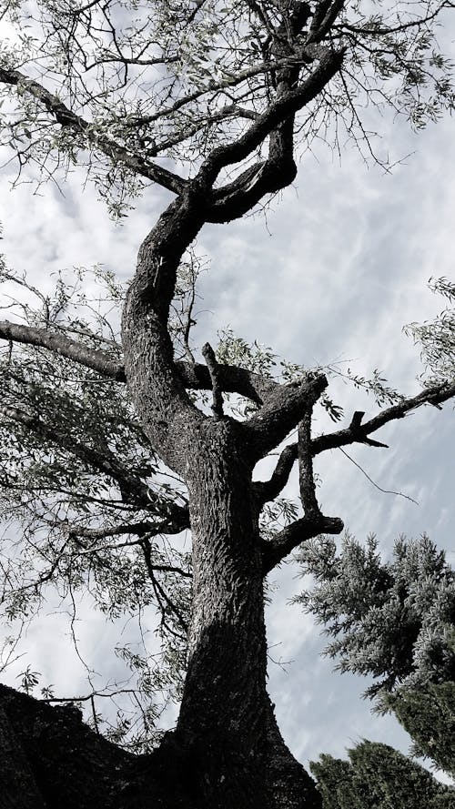 Immagine gratuita di abbaiare, albero, cadere