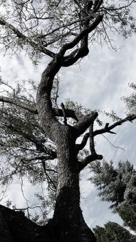 A towering tree stretches its branches against a moody sky in grayscale.
