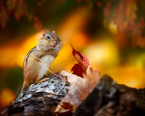 Gratis stockfoto met aanbiddelijk, attent, beest