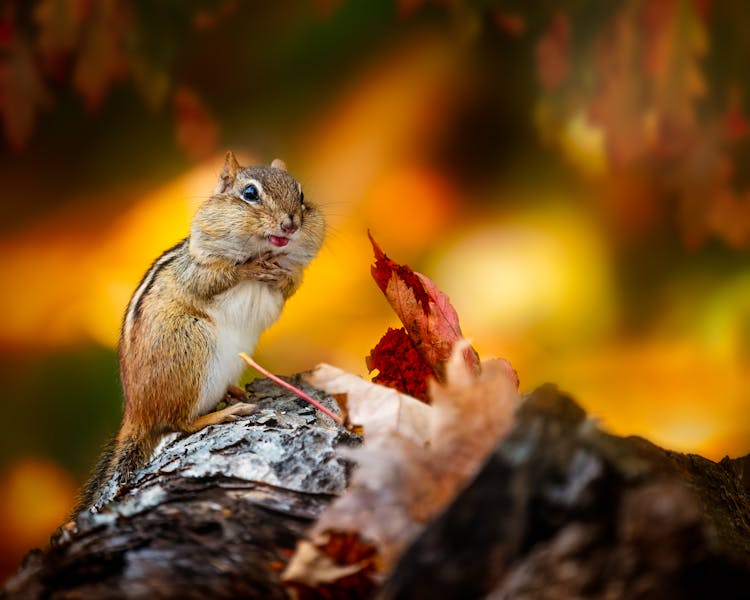 Chipmunk Sitting On Tree Trunk And Eating Nut