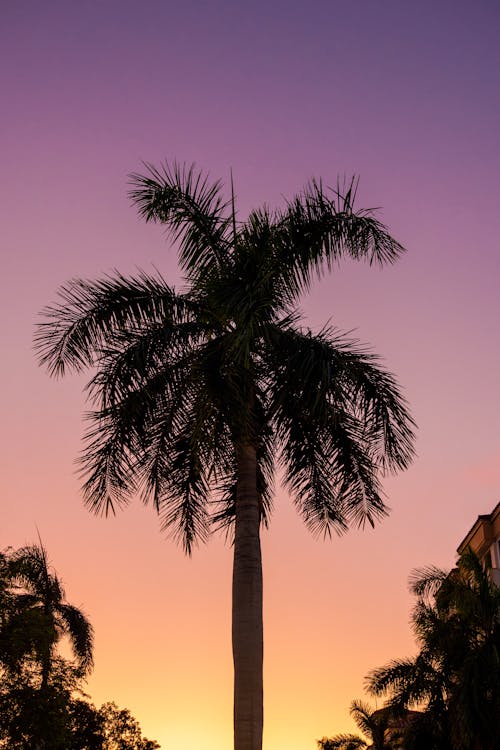 Darmowe zdjęcie z galerii z drzewo palmowe, fioletowy, floryda