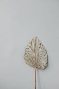 Elegant dried palm leaf against a neutral gray background showcasing minimalist design.