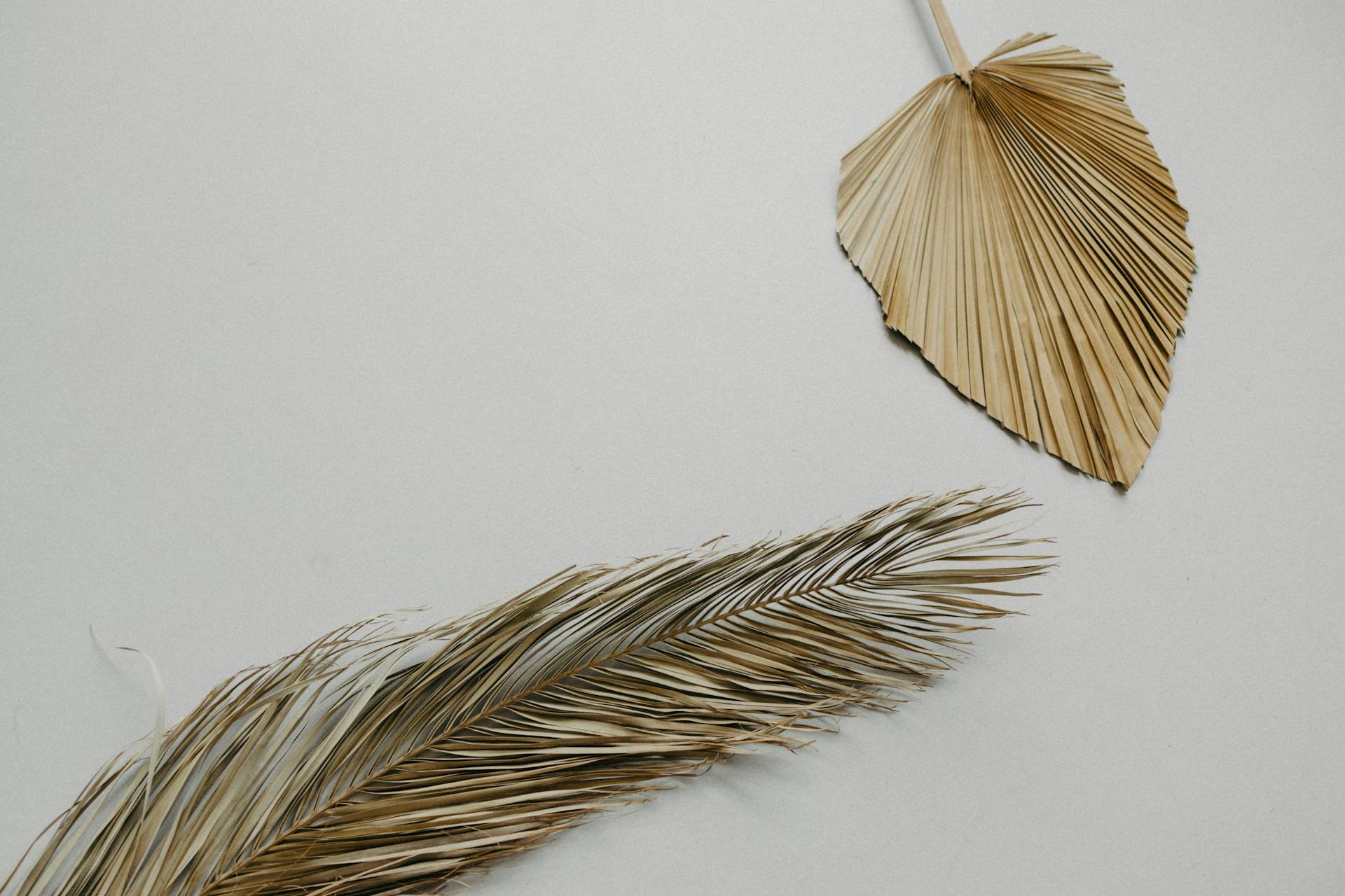 Dried palm leaves on a light grey background, ideal for minimalist decor or design projects.