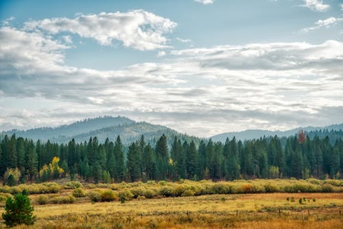 Green Trees Under Cloudy Sky