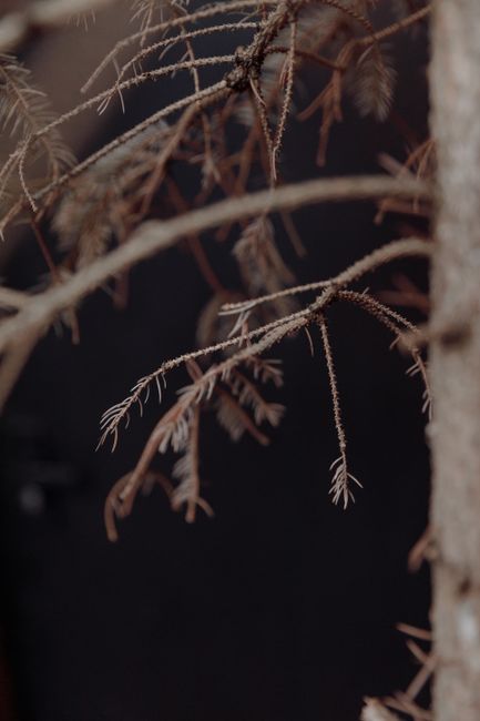 Detailed view of dry, brown branches in autumn, showcasing nature's seasonal changes.