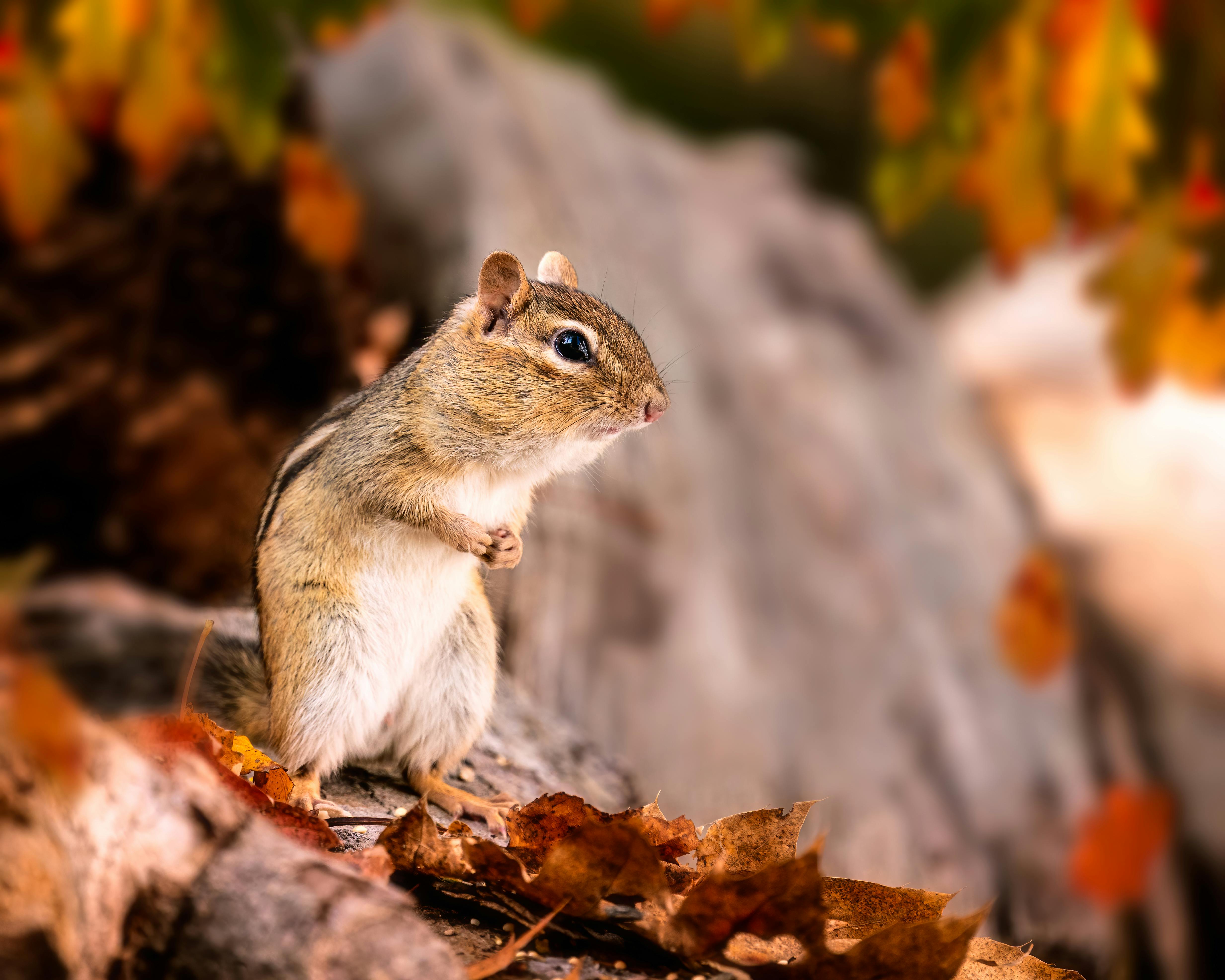 Chipmunk Computer Wallpapers, Desktop Backgrounds | 1920x1200 | ID:405278 |  Chipmunks, Animals, Koala bear