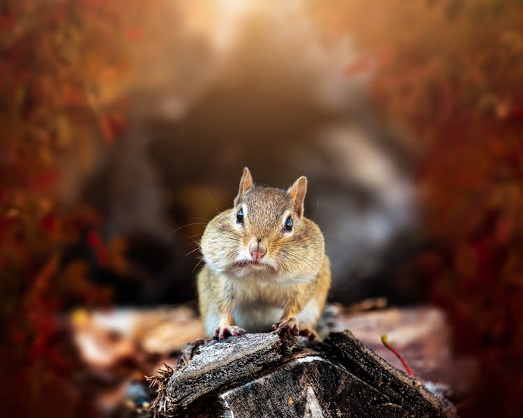 Adorable Chipmunk With Fat Cheeks On Log