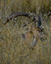 Vertical Image of a Mouflon in Grass