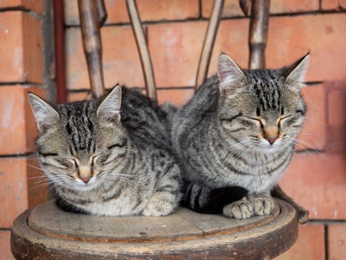 Free Cats Sleeping on a Wooden Chair Stock Photo