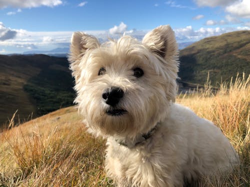 Free stock photo of westie