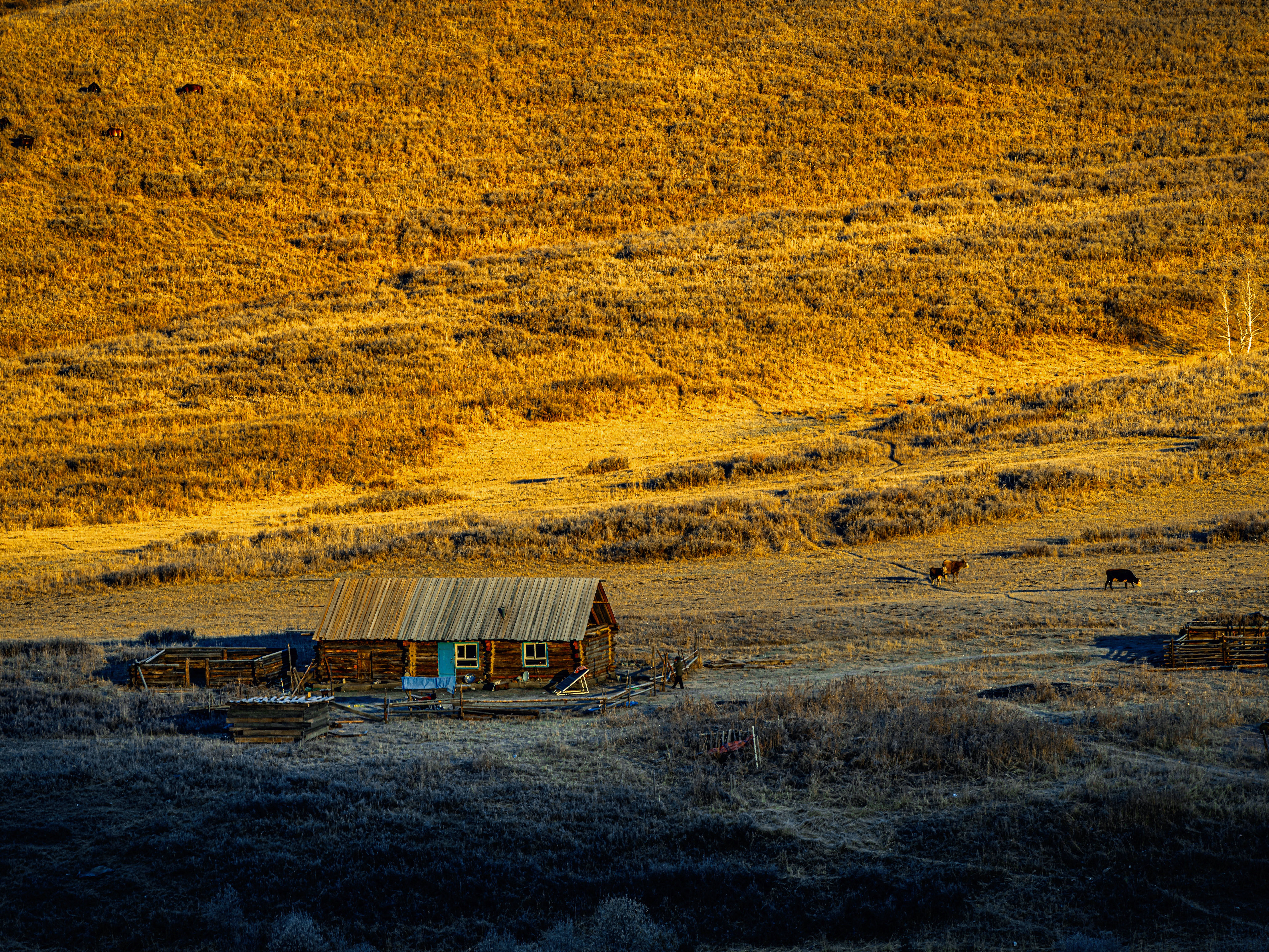 Wooden house on golden grassland in warm late-day light