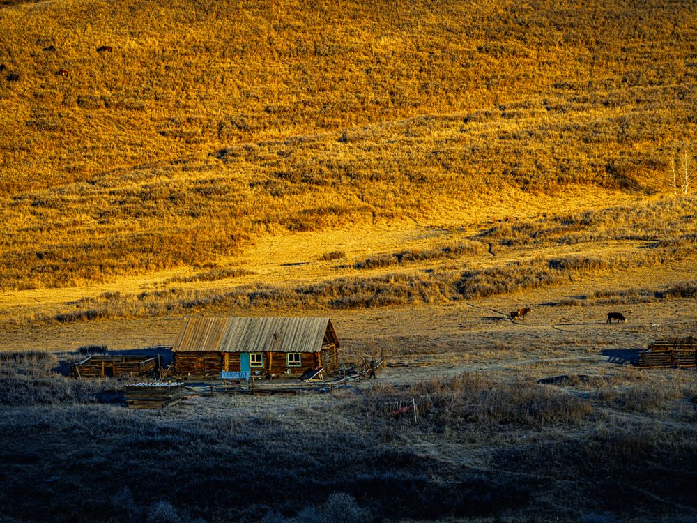 Wooden house on golden grassland in warm late-day light