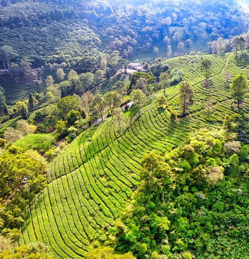 Drone view of green fields on hill with plantations near trees and plants in sunny summer day in nature