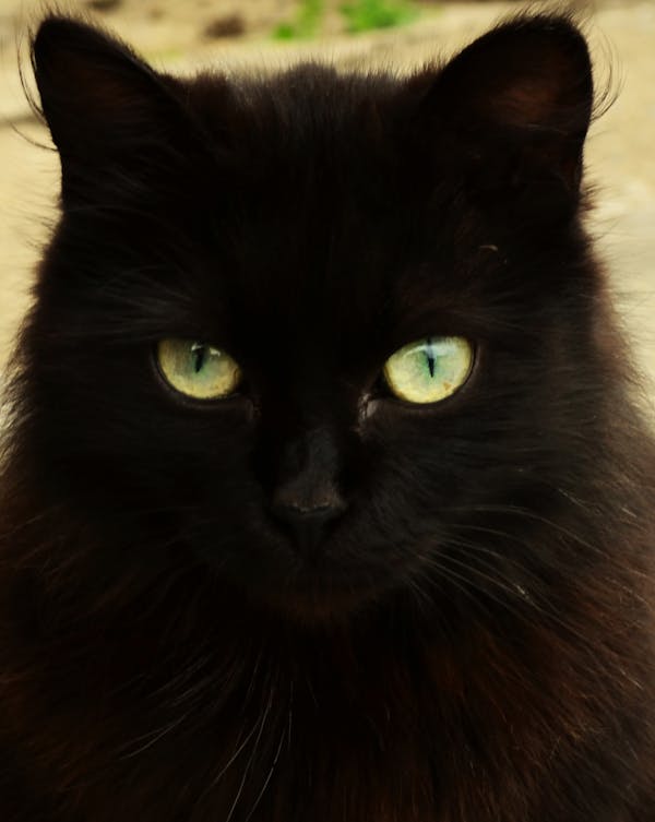 Sombra individual tono cobre