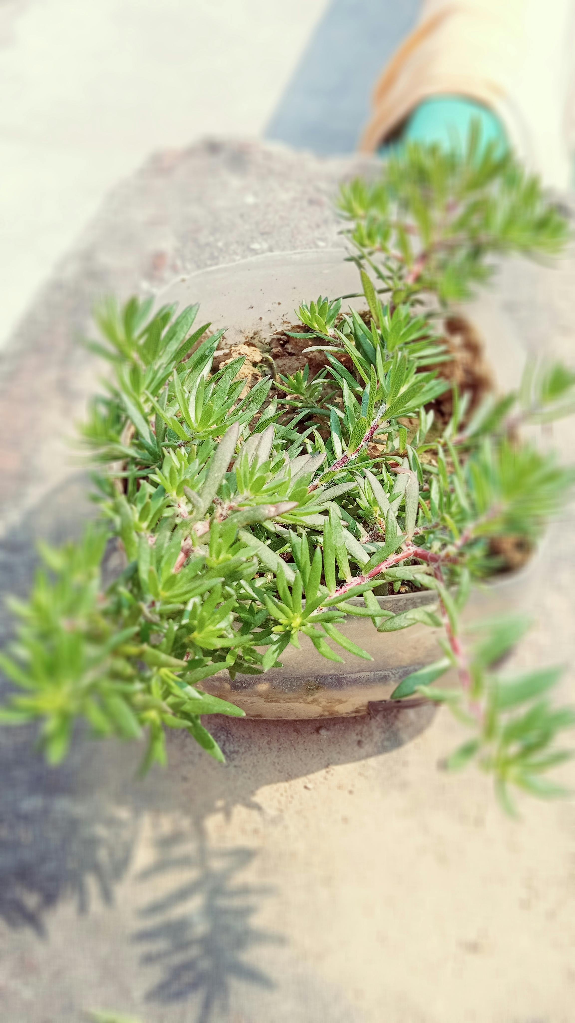 Homeowner reviewing financial protection strategy and flood coverage plan