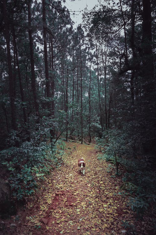 Brown Dog Walking on the Forest