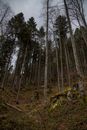 Tall Trees in Forest