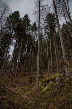 A dense forest in Switzerland with towering trees and lush undergrowth, captured during daytime.