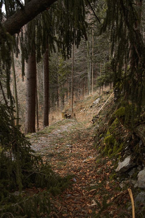 Kostenloses Stock Foto zu fußweg, kiefern, moos