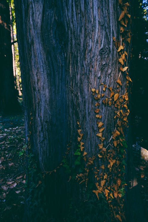 Kostnadsfri bild av bark, blad, botanik