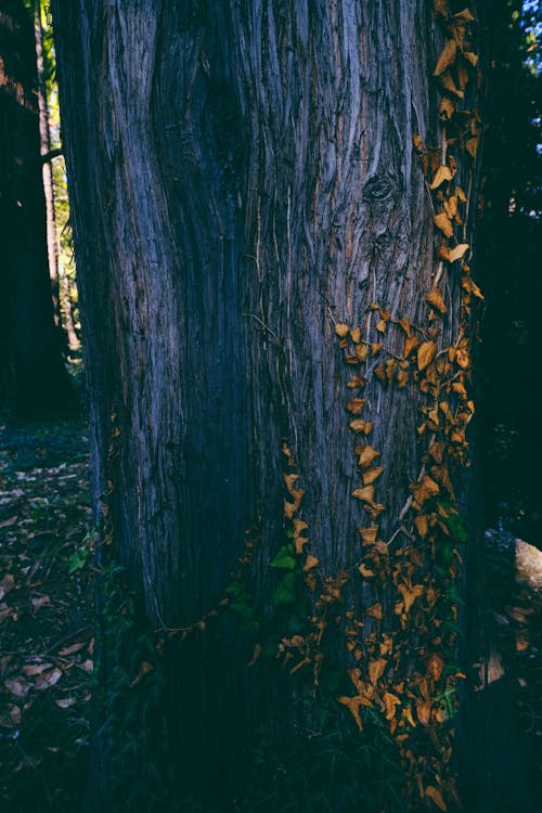 Bright yellow leaves of plant on trunk of tree growing in forest on autumn day