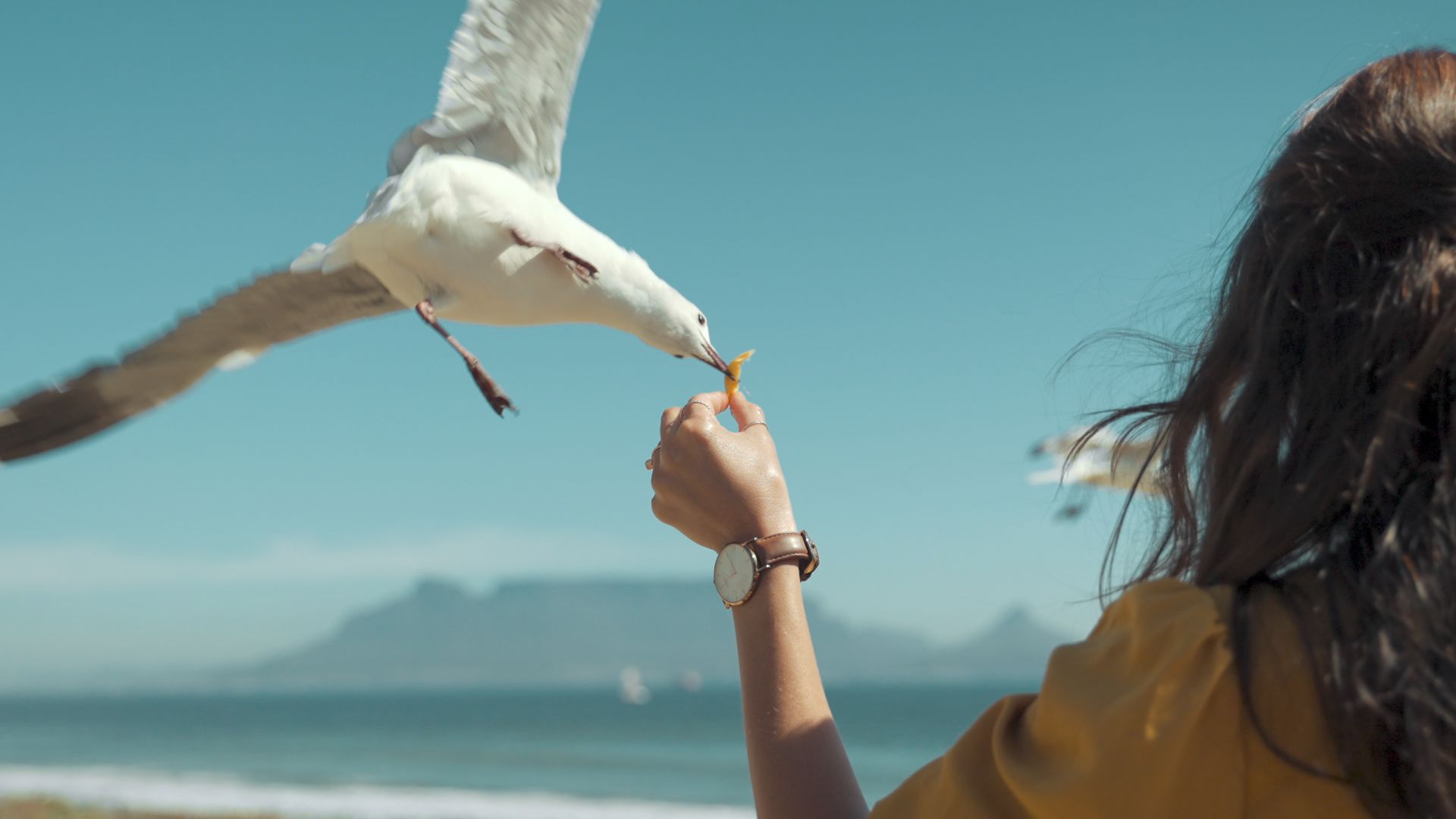 Woman Feeding Seagull on Beach