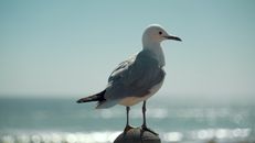White and Gray Bird on Blue and White Textile