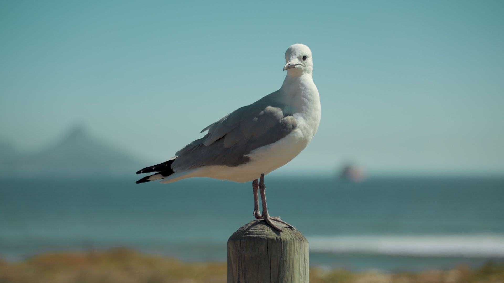 A lone seagull perched on a wooden post overlooking the tranquil ocean.