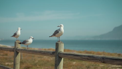 Seagulls on Wooden Fence 