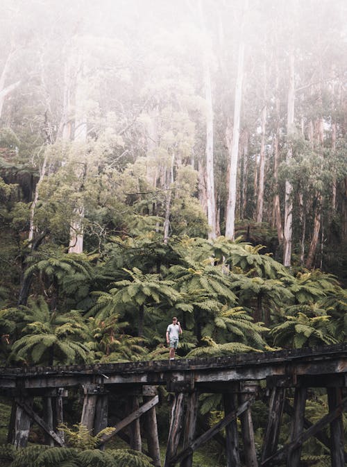 Pessoa Com Camisa Branca Caminhando Na Ponte De Madeira Cercada Por árvores Verdes