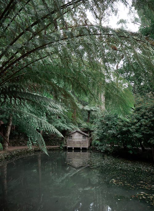 Immagine gratuita di acqua, alberi, albero