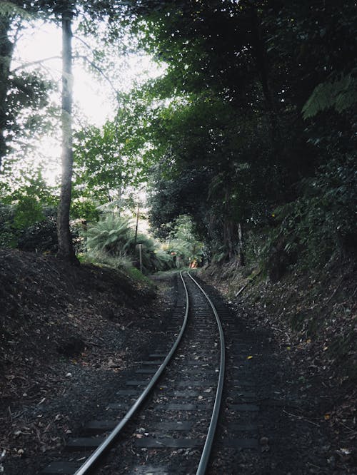 Train Rail Between Green Trees