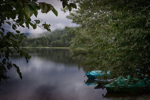 бесплатная Лодки пришвартованы у зеленого лиственного дерева Стоковое фото