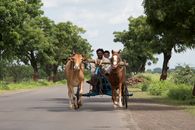 Man in White Shirt Riding Brown Horse on Road