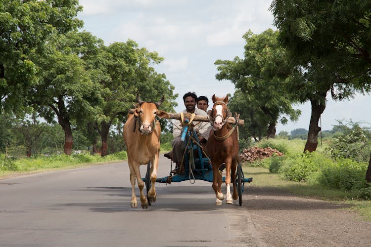 Men Riding On A Cart Pulled By A Horse And A An Ox