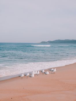 澳大利亚维多利亚州的海滨宁静宜人，沙滩上栖息着海鸥，海浪轻轻拍打