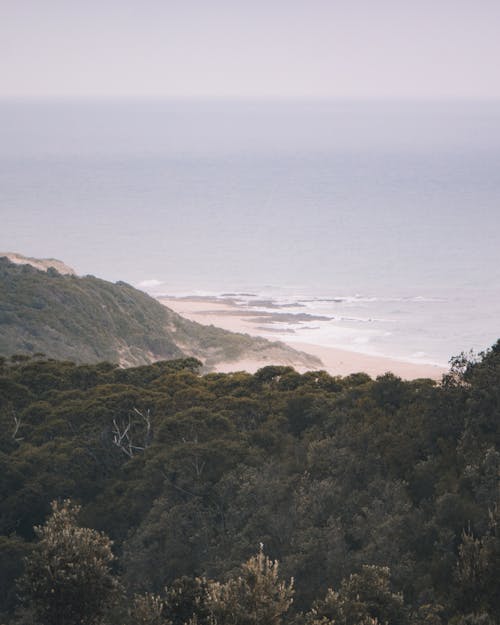 Green Trees on Mountain Near Sea