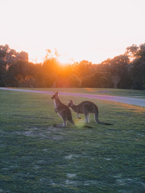 Brown Kangaroo on Green Grass Field during Sunset
