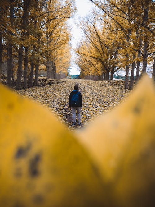 Back View of a Person Standing in the Forest during Autumn