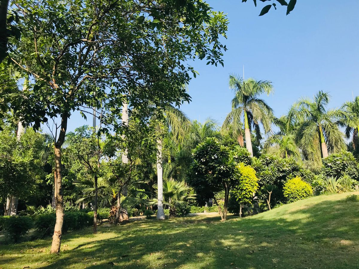 Mature Tampa Bay canopy with palms and broadleaf trees — Ironwood Tree Co. tree removal service area