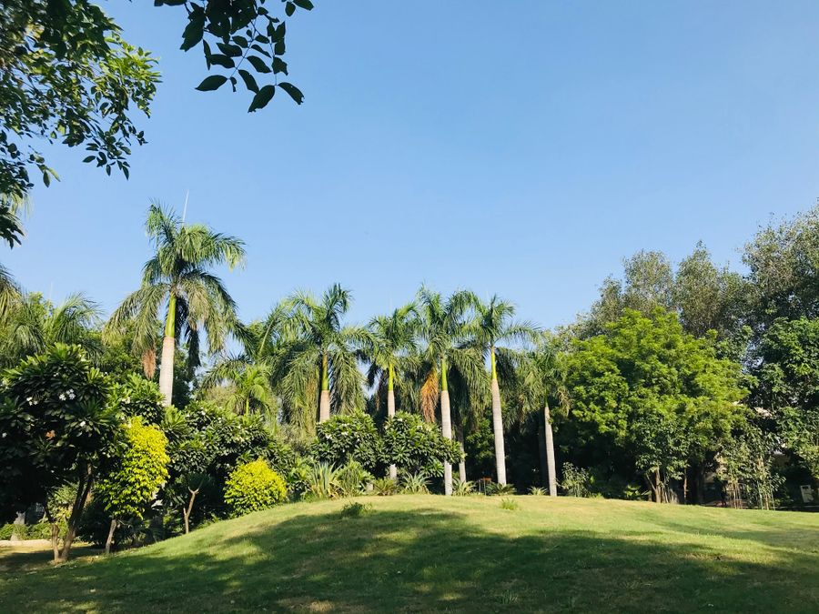 Royal palms in a Tampa Bay landscape — Ironwood Tree Co. service area