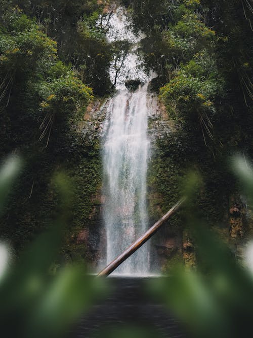 Gratis Immagine gratuita di a cascata, acqua, alberi Foto a disposizione