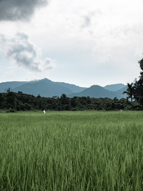 Green Rice Field Near Green Trees Under White Clouds