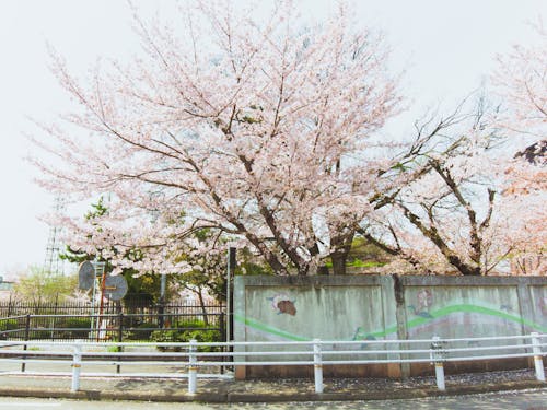 Free stock photo of cherry blossom, japan, sakura